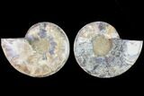 Cut & Polished Ammonite Fossil - Agatized #88422-1